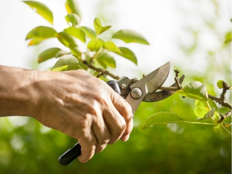 Pruning service by Eco-lectric of Bradenton